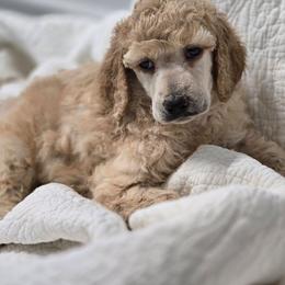 Helena - Apricot female Poodle puppy in Conroe, Texas from Pear house farm