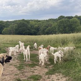 Anatolian Shepherd Dog Puppies from Smithville Hay Livestock Guardian Dogs
