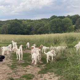 Anatolian Shepherd Dog Puppies from Smithville Hay Livestock Guardian Dogs
