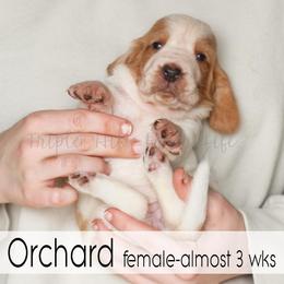 Orchard - Red and white female Basset Hound puppy in Jefferson City, Missouri from Triple Hill Farm