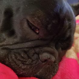 French Bulldogs from Blu Sapphire Frenchies