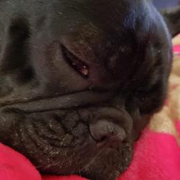 French Bulldogs from Blu Sapphire Frenchies