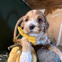 Boy 3 - Golden male Cockapoo puppy in Lake Tansi, Tennessee from Davis cockapoos