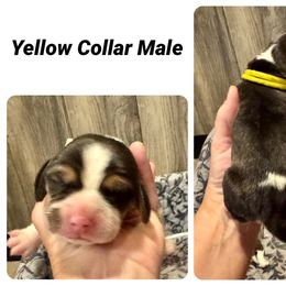 Yellow - Black tan and white male Beagle puppy in Viper, Kentucky from Mountain Top