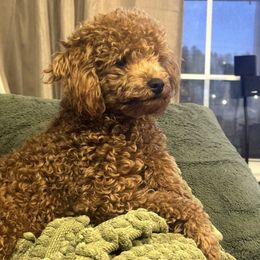 Leo - Poodle