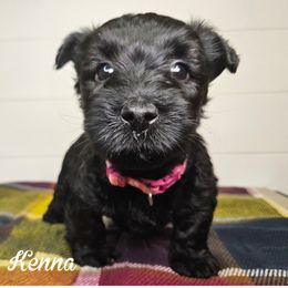Girl 1 - Dark pink collar - Brindle female Scottish Terrier puppy in San Tan Valley, Arizona from For the love of Scotties