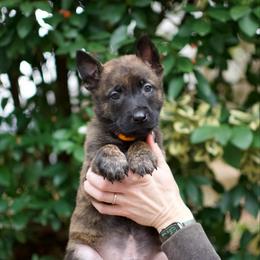 Orange - Gold brindle male Dutch Shepherd puppy in Auburn, Georgia from Faberge Hollandse Herdershond