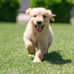 Evie ( light purple) - Golden female Golden Retriever puppy in Oregon from A Goldens First Love