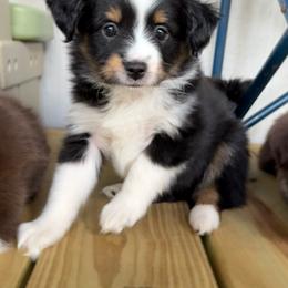 Cinch - Black tri male Toy Australian Shepherd puppy in Huffman, Texas from Harper Cowboy VonBrunow
