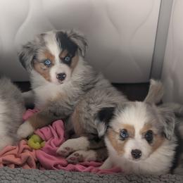 Toy Australian Shepherds from Alexandra Meadors