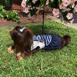 Bambi - Shih Tzu