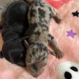 Girl 1 - Dapple female Dachshund puppy in Mayfield, Kentucky from H&C’s Dachshunds and Retrievers