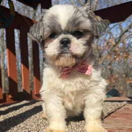 Roxie Tzu - Shih Tzu