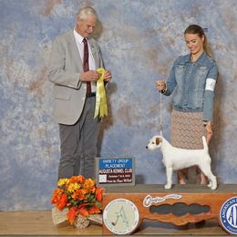 Parson Russell Terrier All Grown Up from Parhelion Parsons