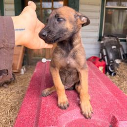 Iron Ram's Baragon - Red sable male Belgian Malinois puppy in Hartville, Missouri from Iron Ram Working Dogs