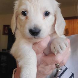 Dachshund Puppies from Pure Joy Dachshunds