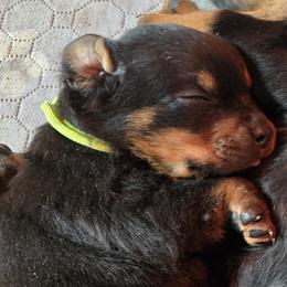 Mr. Green Collar - Black and mahogany male Rottweiler puppy in Clarksburg, West Virginia from Vom Peiffley Rottweilers, LLC