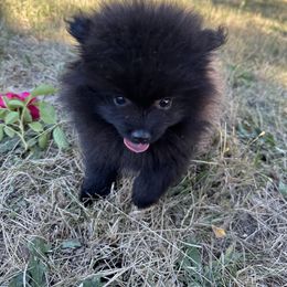 Hudson - Black parti male Pomeranian puppy in Scio, Oregon from Mac Daddy Poms