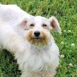 Miniature Schnauzers from Schnauzer Snobs