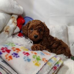 Charlie-OFA and CHIC parents - Red  male Poodle puppy in Westfield, North Carolina from Legacy Pets