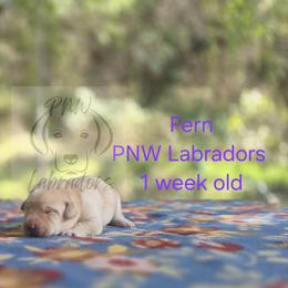 Fern - Yellow female Labrador Retriever puppy in Rogue River, Oregon from PNW Labradors