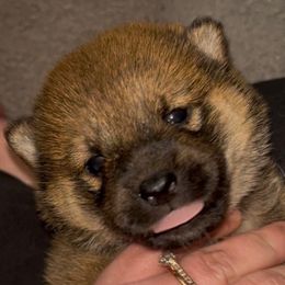 Little Red - Red female Shiba Inu puppy in Clewiston, Florida from Animal Farm Shiba Inus & Mameshibas