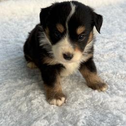 Black tri male - Black tri male Miniature Australian Shepherd puppy in Graham, North Carolina from Thompson Farm Mini Aussies