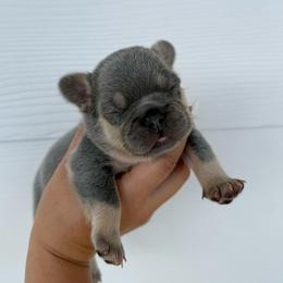 Pink boy - Black and tan male French Bulldog puppy in Dawsonville, Georgia from Baros Kennel