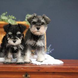 Miniature Schnauzer Puppies from Clay Hill Kennels