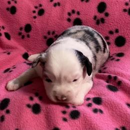 Colette - Blue merle female Miniature Australian Shepherd puppy in Westwego, Louisiana from Connie's American Eskimo Dogs and Mini Australian Shepherd Dogs