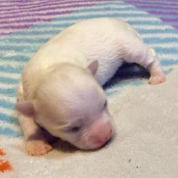 Gru - Cream male Chihuahua puppy in Seneca, Missouri from Stephanie’s Puppy Colony