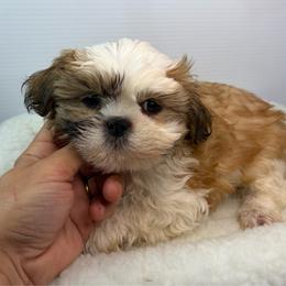 Ed - Black gold and white male Shih Tzu puppy in Bourne, Massachusetts from Shih Tzu Pups
