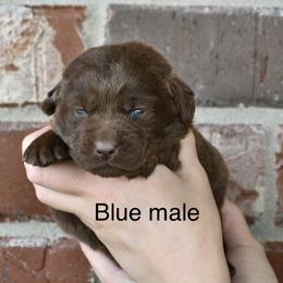 Blue male - Chocolate male Labrador Retriever puppy in Mississippi from Sure Shot English Labs