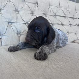 Boy 1 - Liver roan male German Shorthaired Pointer puppy in Dugspur, Virginia from Pilgrims Trails Shorthairs