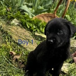 Boy 6 - Black male Labrador Retriever puppy in Lawton, Michigan from DuckAlly Kennel