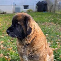 Leonbergers from Pride Rock