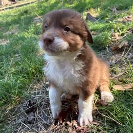 Zorro - Red tri-color male Australian Shepherd puppy in Grants Pass, Oregon from Carmel Mountain Aussies