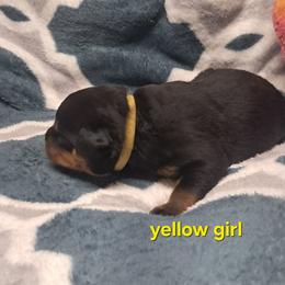 Girl 1 - Black and mahogany female Rottweiler puppy in De Witt, Iowa from Irish Eyes Kennels