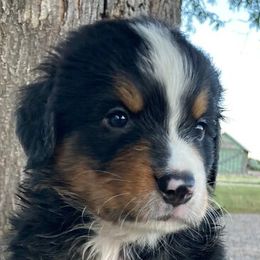 Bernese Mountain Dogs from SunRain Puppies