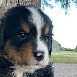 Bernese Mountain Dogs from SunRain Puppies