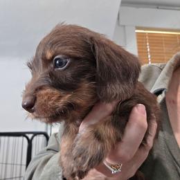 Chocolate and tan wire boy - Chocolate and tan male Dachshund puppy in Declo, Idaho from Dozendachs