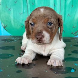 Lover boy - Dapple male Dachshund puppy in Hawley, Texas from Foxy’s Dachshunds & Toy Aussies