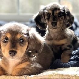 Dachshund puppies from Channelledox