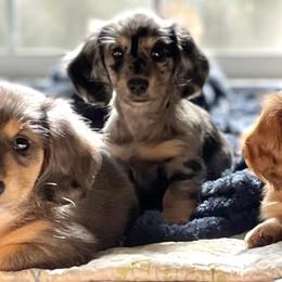 Dachshund puppies from Channelledox
