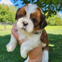 Coco - Red and white female Shih Tzu puppy in Wolcottville, Indiana from Ducky's Doodles
