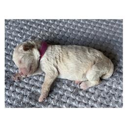 G4- Pink - Apricot female Goldendoodle puppy in Ankeny, Iowa from Iowadoodles2love