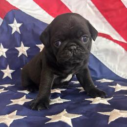 Pink collar - Black female Pug puppy in Tucson, Arizona from Furever Friends