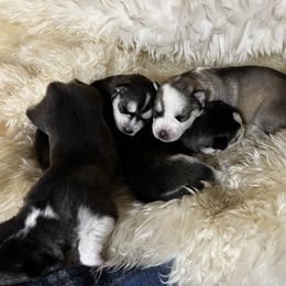 Goldendoodle and Siberian Husky Puppies from All American Pups