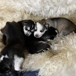 Goldendoodle and Siberian Husky Puppies from All American Pups