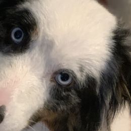 Aussiedoodles, Australian Shepherds, and Poodles from Rocking A Doodles